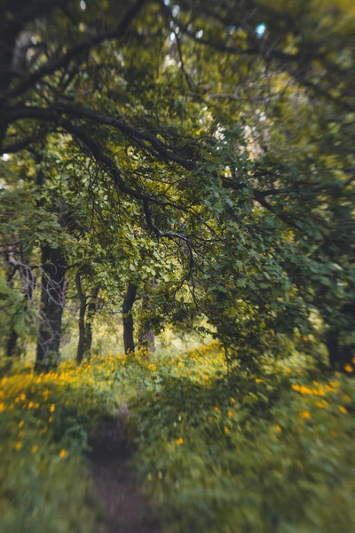 ニューイングランドの晴れた春の森の開花 — ストック写真