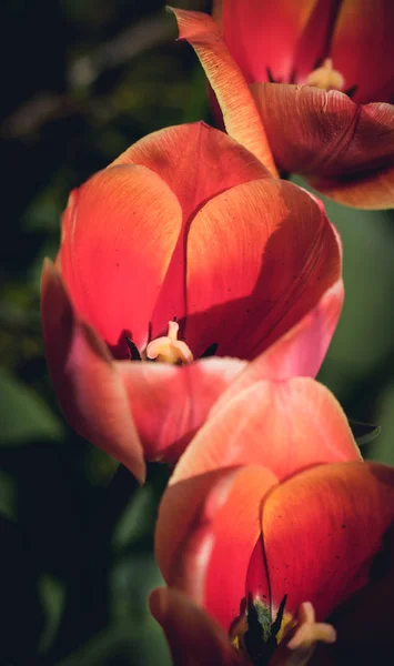 Bud Tulipa Primavera Brilhante Campo Tulipa — Fotografia de Stock