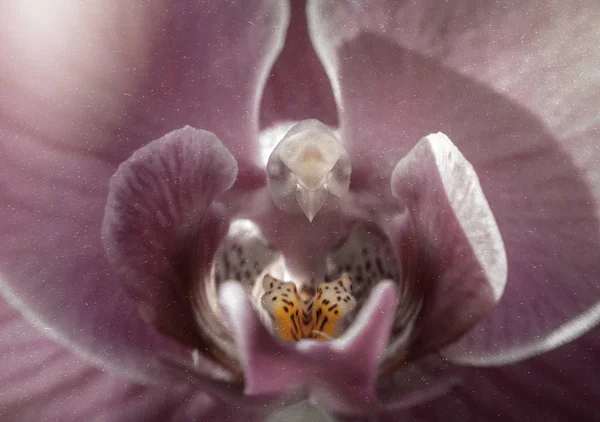 Orquídea Rosa Delicada Cartão Flores — Fotografia de Stock