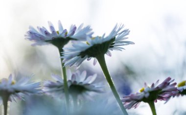 White-pink tender daisy. Mother's Spring Card