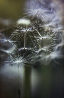 Kırılgan alan dandelion Fluffy'yi soluk