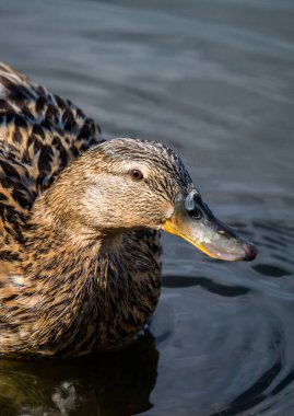 Yaban Ördeği Sahilde Yüzüyor