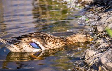 Yaban Ördeği Sahilde Yüzüyor