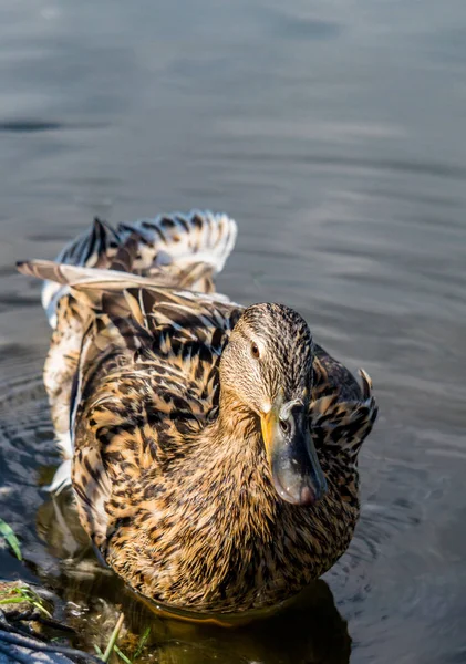 海岸近くの水に浮かぶ野生のアヒル — ストック写真