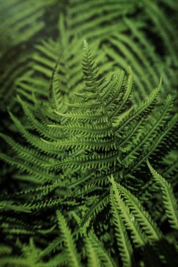 taze yeşil eğrelti otu yaprağı. Parlak bahar tatil kartı