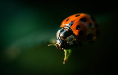Yeşil taze gül yaprakları nın arka planında kırmızı parlak uğur böceği karanlık bir akşam bahçesinde yaprakları