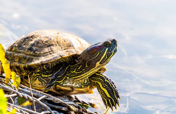 Vahşi Kaplumbağa Güneşli Sahilde Güneşleniyor — Stok fotoğraf