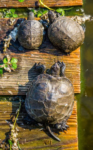 Vadteknős Süt Napsütötte Strandon — Stock Fotó