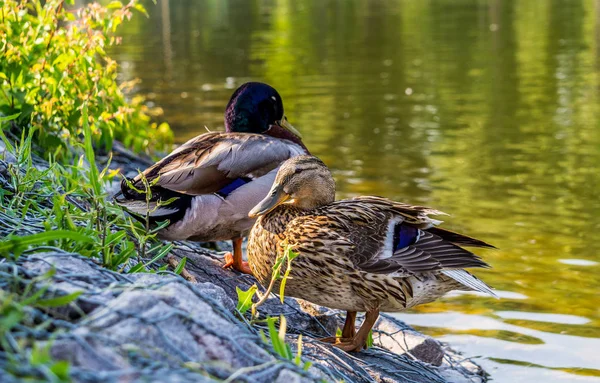 Wilde Eend Drijvend Het Water Bij Kust — Stockfoto