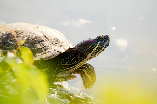Vahşi Kaplumbağa Güneşli Sahilde Güneşleniyor — Stok fotoğraf
