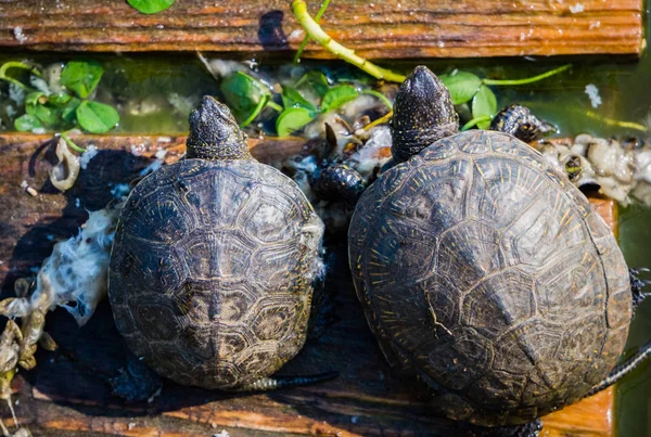 Wilde Schildpadden Koesteren Zich Het Zonnige Strand — Stockfoto