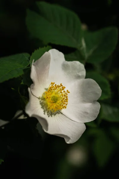 Délicate Fleur Rose Sauvage — Photo