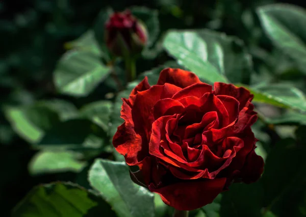 Pétalas Belo Botão Rosa Vermelho — Fotografia de Stock