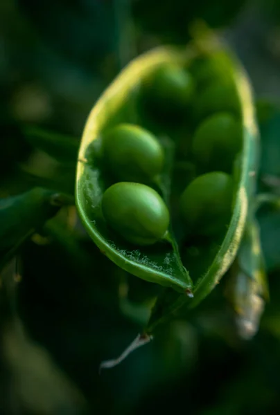 新鮮な緑のエンドウ豆のポッドと日当たりの良い春の庭 — ストック写真