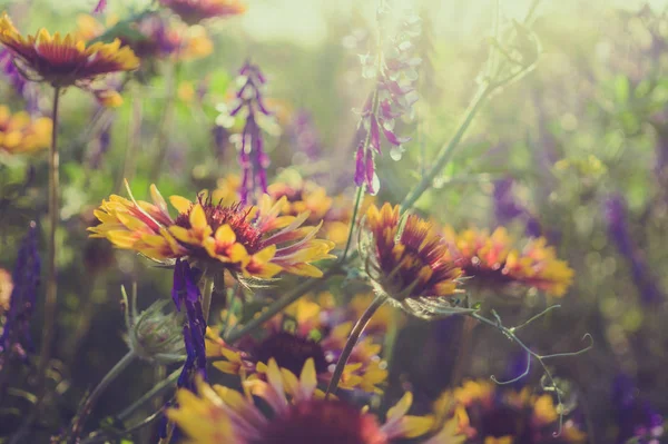 Flores Silvestres Verão Prado Ensolarado Cartão Postal Para Férias Trinity — Fotografia de Stock