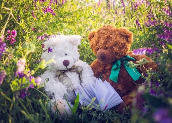 Ein Paar Süße Verliebte Teddybären Auf Einer Sonnigen Sommerwiese — Stockfoto