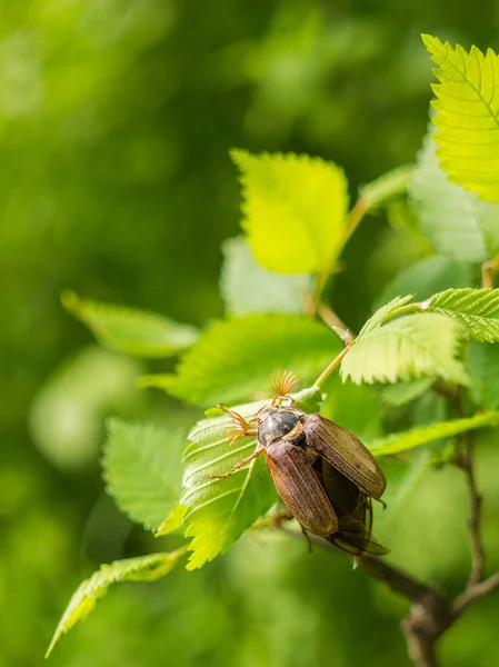 Våren Maj Skalbagge Och Blommande Orchard — Stockfoto