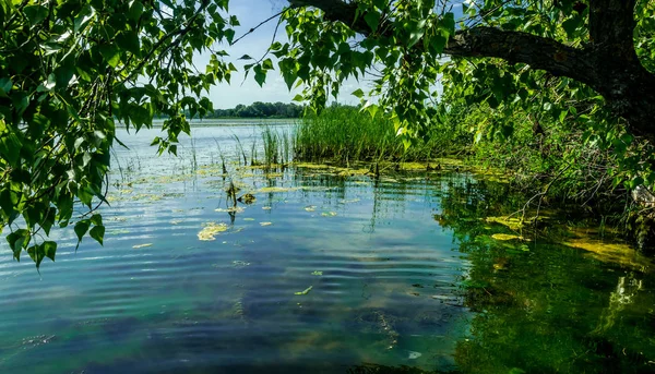 Marshland Nature Louisiana Natural Parks — Stock Photo, Image