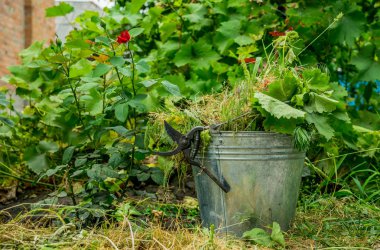 Eski kova ve asırlık otlar. Yazlık Bahçe bakımı