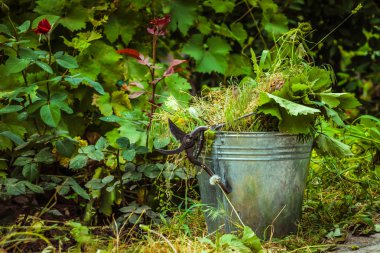 Eski kova ve asırlık otlar. Yazlık Bahçe bakımı
