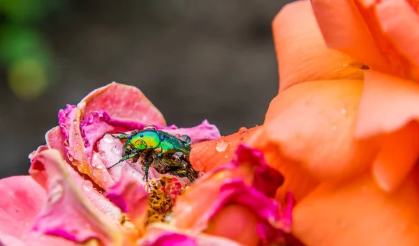 玫瑰花瓣和露珠背景上的萤火虫绿色甲虫 — 图库照片