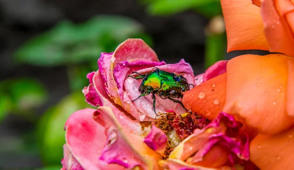 Firefly green beetle on the background of rose petals and dew drops