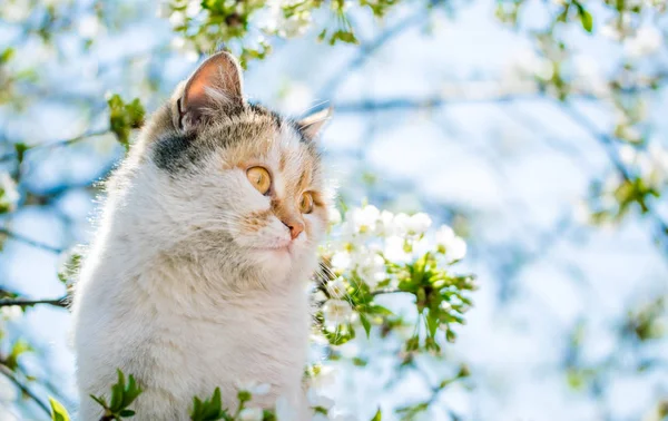 Lustige Rote Katze Auf Dem Hintergrund Eines Blühenden Frühlingsgartens — Stockfoto