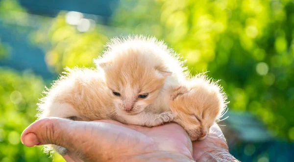 高齢の女性の手に小さな新生児の赤毛の子猫 — ストック写真