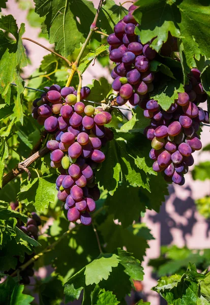Podzimní Sklizeň Kožních Vinných Hroznů Napa Valley Kalifornie Usa — Stock fotografie