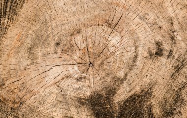 Eski kuru ahşabın dokusu. Kestanenin büyük bir kütüğü.