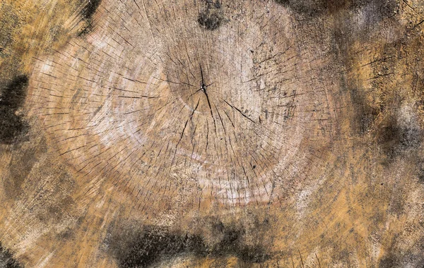 Struktura Starého Suchého Dřeva Velký Pahýl Káceného Kaštanu — Stock fotografie