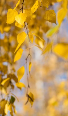 Sarı sonbahar huş açık mavi gökyüzüne karşı bırakır