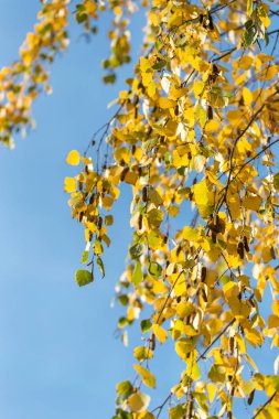 Sarı sonbahar huş açık mavi gökyüzüne karşı bırakır
