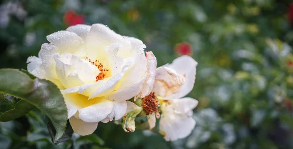 Rosa Amarela Nas Gotas Orvalho Manhã — Fotografia de Stock