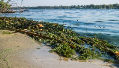 Ekolojik kriz. Bataklık Nehri