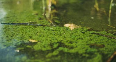 Ekolojik kriz. Bataklık Nehri