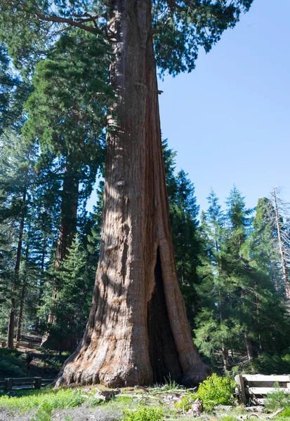 Görkemli Antik Sekoya Ağaçları Kaliforniya Daki Sekoya Ulusal Parkı — Stok fotoğraf