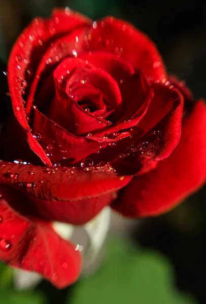 Jasné Okvětní Lístky Čerstvě Kvetoucích Rudých Růží Jarní Zahrada Pozadí — Stock fotografie