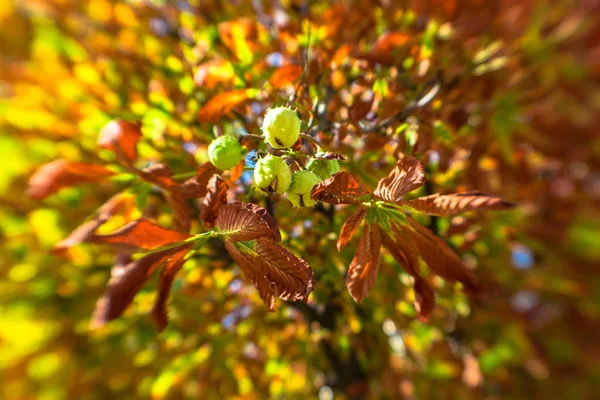 Φθινοπωρινή Ηλιόλουστη Μέρα Κίτρινα Λαμπερά Φύλλα Καστανιάς Και Ώριμα Κάστανα — Φωτογραφία Αρχείου