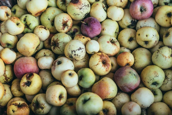 Mogna Höst Äpplen Solig Trädgård Höstskörden — Stockfoto