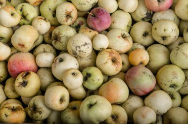 Sarı elma hasat sonbahar hasat. Rustik elma şarabı yapmak için hammadde