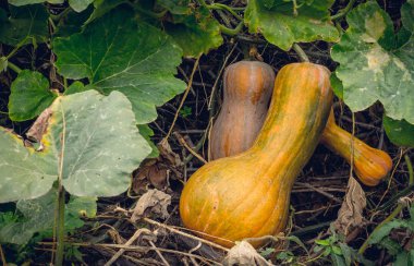 Rustik bir sebze bahçesinde olgun sonbahar kabak. Güneşli sonbahar akşam köyde