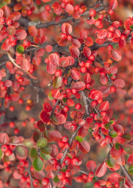 Κόκκινα Φθινοπωρινά Μούρα Από Κόκκινο Firethorn Φθινόπωρο Όμορφο Φόντο — Φωτογραφία Αρχείου