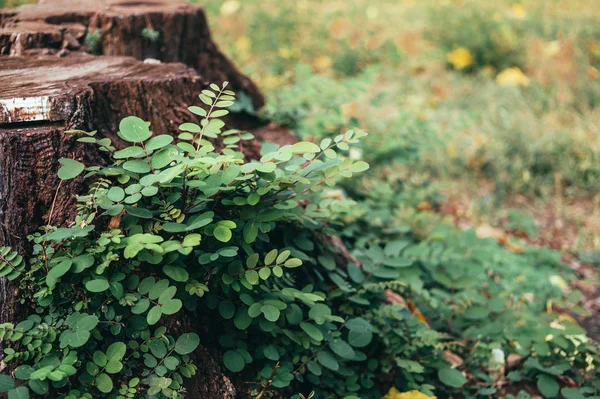 Старий Сухий Пень Свіже Зелене Листя Молодого Дерева Осінній Ліс — стокове фото