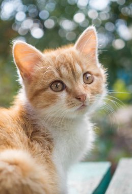 Güz köyü bahçeli güzel kızıl kedi yavrusu.