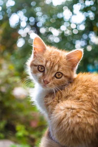 Hermoso Gatito Jengibre Con Jardín Otoño Pueblo —  Fotos de Stock