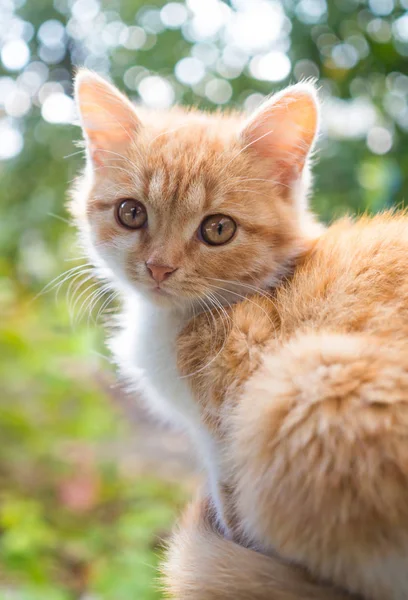 Vacker Ingefära Kattunge Med Höst Trädgård — Stockfoto