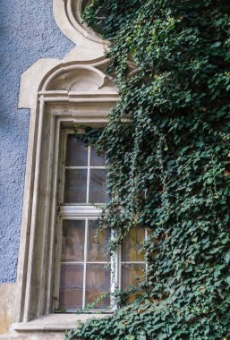 Eski bir ortaçağ binasının penceresi ve aşırı büyümüş yeşil bir sarmaşık. Güzel eski mimari