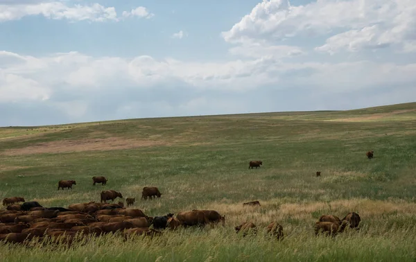 Paisaje Rural Colorado Campos Rebaños Pastoreo Vacas —  Fotos de Stock