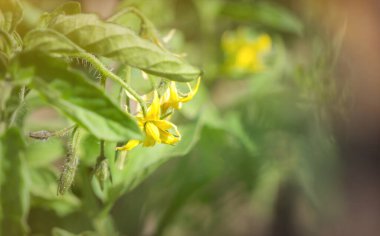 Serada filizlenen sebze filizinin sarı taze çiçeği. Organik gıda ekimi ve tarım alanı